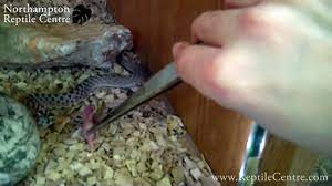How western hognose snakes feed Western Hognose Snake Attack Angry Little Hoggie Just Isn T Hungry Youtube