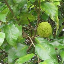 Image result for Maclura