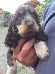 English cocker spaniels also enjoy the company of other dogs and even can get along with cats. Cocker Spaniel Chocolate Roan Tan Kc Registered Kidwelly Carmarthenshire Pets4homes