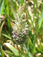 Image result for Phalaris