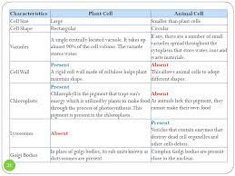 Eukaryotic cells are typically 10 times the size of prokaryotic cells. Introduction To Plant Animal Cells Chapter 10 Lesson 3 Ppt Download