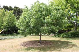This species is planted as a street tree in temperate areas worldwide due to its attractive fruit and autumn foliage. Pistacia Chinensis