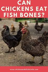 The reasons cats like to eat fish. Can Chickens Eat Fish Bones They Re Safe And Nutritious Chicken Chicks Info