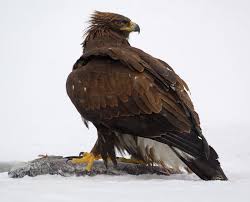 Birds Of Prey Animals Wiki Golden Eagle Golden Eagle Eagle Birds Of Prey