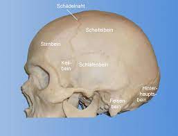 Schadel Wikipedia