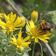 Sep 25, 2019 · picton suggests cultivars, symphyotrichum ericoides 'golden spray', and s. Heterotheca Villosa Golden Aster Wildflower Seeds