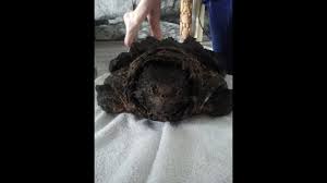 alligator snapping turtle macrochelys temminckii growth