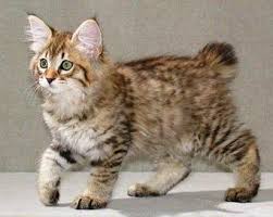 American Bobtail Kitten What A Cutie I Love The Lynx Tipping On The Ears And Longer Cheek Fur It Really Gives American Bobtail Cat Bobtail Cat Pretty Cats