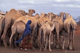 You mostly know how people are feeling, but that doesn't always translate into good multiple choice quiz answers. How To Control Diarrhea In Camel Calves Without Using Drugs