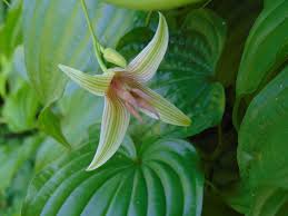 Image result for Rhynchosia ferruginea