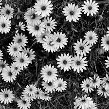 Rd.com pets & animals think of flamboyance in the animal kingdom, and a colorful menagerie springs to mind: Black And White Flowers A Study In Form Black And White Picture Wall Black And White Flowers Black And White Aesthetic