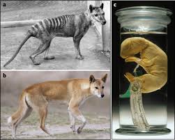 However, in 1936, the last known tasmanian tiger died, and the thylacine was considered extinct. Genome Of The Tasmanian Tiger Provides Insights Into The Evolution And Demography Of An Extinct Marsupial Carnivore Nature Ecology Evolution