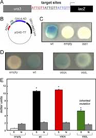 Design And Application Of Yeast One Hybrid System A Integrated Y1h Download Scientific Diagram
