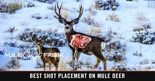 Mule Deer Anatomy Shot Placement Accuracy Muley Freak
