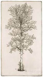 30 Best Birch Tree Tattoos Ideas In 2021 Birch Tree Tattoos Tree Tattoo Birch Tree