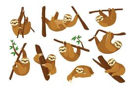 Unsere mittelgroßen aufklebern eignen sich insbesondere dafür, bücher, hefte und andere schulsachen oder. Bilder Faultier Gratis Vektoren Fotos Und Psds