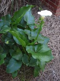 If after a two to three years your clumps of calla lily have multiplied and the rhizomes (roots/bulbs) become overcrowded they may stop flowering. Zantedeschia Calla Lily North Carolina Extension Gardener Plant Toolbox