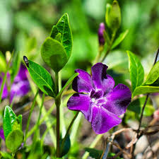 Image result for Vinca minor