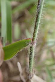 Image result for Pseudechinolaena