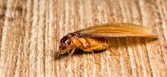 Check spelling or type a new query. Identify And Get Rid Of Flying Termite Infestation Fantastic Services Guide