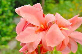 In warm climates, divided canna lilies are the transplanted 6 inches deep, and the rhizomes will settle into their new home through winter. Vermont Garden Journal The Canna Lily Offers Late Summer Color Vermont Public Radio