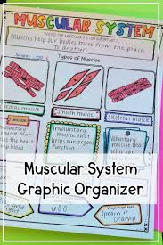 You'll be able to clearly visualize. Human Body Muscular System Worksheets Of Muscular System Anatomy For Kids Printable Notes Worksheet Anchor Chart Free Templates