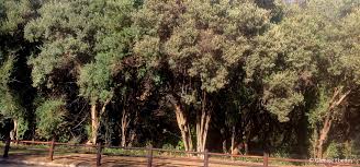 Image result for Buddleja saligna
