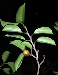 Image result for Trilepisium madagascariense