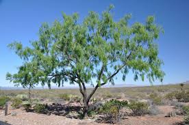 Image result for Prosopis glandulosa