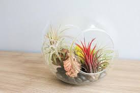 There are 2909 air plant display for sale on etsy, and. 5 Ways To Display Your Air Plants Tillandsia Vertical Gardens Air Plant Supply Co