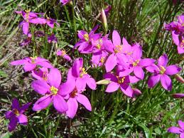 Image result for Chironia