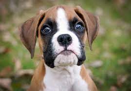 Animalssale found 14 boxer for sale in michigan, which meet your criteria. Boxer Puppies For Sale Akc Puppyfinder