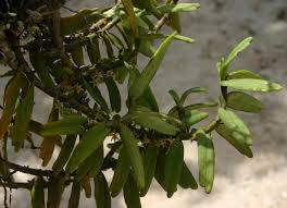 Image result for Tridactyle anthomaniaca