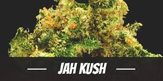 Jah Kush Weed Strain Review and Information