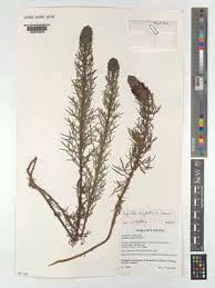 Image result for Sopubia angolensis