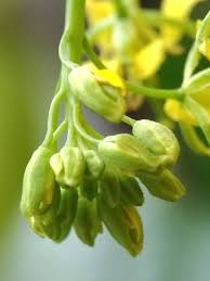 Pembayaran mudah, pengiriman cepat & bisa cicil 0%. The Green Mustard Vegetable Sayuran Sawi Hijau 2 Languages Steemit