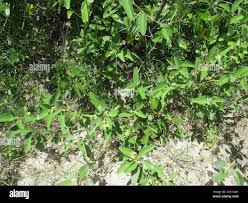 Image result for Melhania forbesii