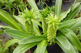 Image result for Eucomis autumnalis