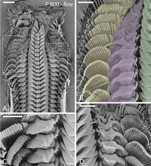 Image result for Obetia radula