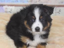 These coats are usually formed by having a gene expressed for either black or red coloring, plus another gene expressed that allows the copper patches to appear. Miniature Australian Shepherd Dog Male Black Tri Color 2760862 Petland Independence Mo