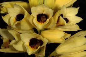 Image result for Orthochilus