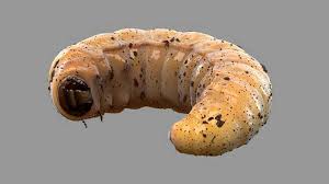 Kuru bakliyatların içerisinde hızla üreyip bozulmalarına neden olur. Kurtcuklardan Kurtulma Yollari Evde Kurtcuk Neden Olur Bocekler