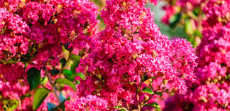 A crepe myrtle with yellow, wilted. Crape Myrtle In The Perfect Size Tlc Garden Centers