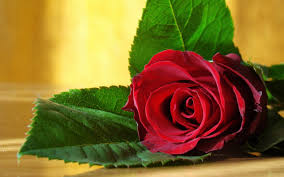 Beautiful flowers wallpapers beautiful nature wallpaper beautiful flowers pics photo macro image nature nature nature miniature photography flower phone wallpaper wonderful flowers. 2560x1600 Love Flower Wallpaper 445 Data Id 322350 Flower Love Beautiful Good Morning 2560x1600 Wallpaper Teahub Io