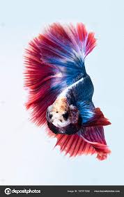 The fins may have some blue or green or red scales in males. Red White And Blue Betta Fish Blue Red Siamese Fighting Fish Betta Fish Isolated White Background Stock Photo C Kitthanes R Hotmail Com 197911256