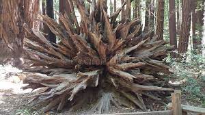 506 Redwood Roots Photos Free Royalty Free Stock Photos From Dreamstime
