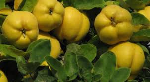 Check spelling or type a new query. Plant Of The Month June Deciduous Fruit Trees