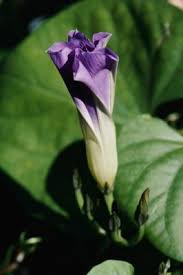 Moonflowers come in various colors and are part of the ipomea family. Types Of Flowers That Close At Night