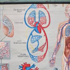 Scientists develop 'google map' of human. School Wall Map Of The Human Body By Prof Dr Med W Blotevogel For Hagemann Dusseldorf 1950s For Sale At Pamono