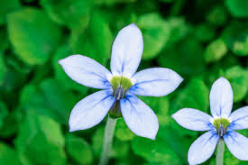 Check spelling or type a new query. How To Grow And Care For Blue Star Creeper